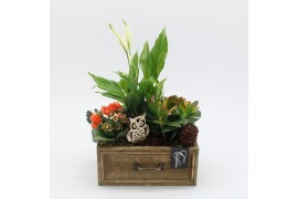 Arrangementen kamerplanten HECR-2509 Autumn Essentials 3 pp