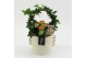 Arrangementen kamerplanten HECR-2510 Autumn Essentials 2 pp 