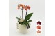 Phalaenopsis HECR-2511 Autumn Essentials 2 pp 