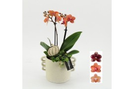 Phalaenopsis HECR-2511 Autumn Essentials 2 pp