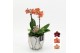 Phalaenopsis HECR-2524 Autumn Essentials 2 pp 