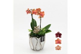 Phalaenopsis HECR-2524 Autumn Essentials 2 pp