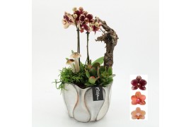 Phalaenopsis HECR-2525 Autumn Essentials 3 pp
