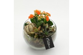 Arrangementen kamerplanten HECR-2530 Autumn Essentials 2 pp