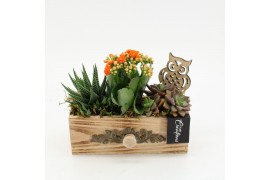 Arrangementen kamerplanten HECR-2539 Autumn Essentials 3 pp