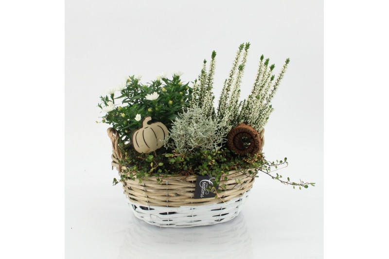 Arrangementen tuinplanten HBCR-2539 Herfst buiten creatie 3 pp Arrangementen tuinplanten HBCR-2539 Herfst buiten creatie 3 pp