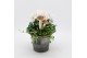 Arrangementen tuinplanten HBCR-2540 Herfst buiten creatie 2 pp 