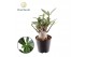 Adenium obesum 