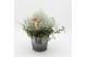 Arrangementen tuinplanten HBCR-2541 Herfst buiten creatie 1 pp 