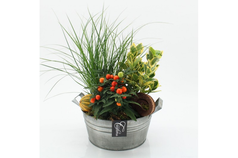 Arrangementen tuinplanten HBCR-2513 Herfst buiten creatie 3 pp Arrangementen tuinplanten HBCR-2513 Herfst buiten creatie 3 pp