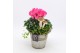 Arrangementen tuinplanten HBCR-2525 Herfst buiten creatie 2 pp 
