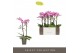 Phalaenopsis multiflora roze Exclusivo - Cupido - 2 tak 