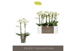 Phalaenopsis multiflora wit Optimost - Zeus - 2 tak