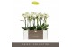 Phalaenopsis multiflora wit Optimost - Zeus - 2 tak 