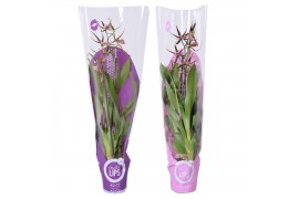 Brassia summer dream 2 tak met hoes