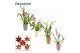 Cambria mix Cambria 2 tak mix in Carly (Craft world-collection) 2 tak/ 
