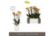 Phalaenopsis multiflora anthura las vegas Exclusivo - Las Vegas - 4 ta 