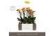 Phalaenopsis multiflora anthura las vegas Exclusivo - Las Vegas - 4 ta 