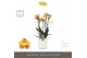 Phalaenopsis multiflora anthura las vegas Exclusivo - Las Vegas - 4 ta 