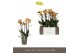 Phalaenopsis multiflora anthura las vegas Exclusivo - Las Vegas - 4 ta 