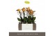 Phalaenopsis multiflora anthura las vegas Exclusivo - Las Vegas - 4 ta 