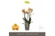 Phalaenopsis multiflora anthura las vegas Exclusivo - Las Vegas - 4 ta 