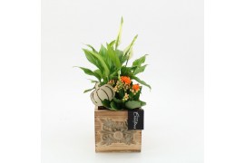 Arrangementen kamerplanten HECR-2538 Autumn Essentials2 pp
