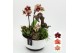 Phalaenopsis HECR-2518 Autumn Essentials4 pp 