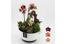 Phalaenopsis HECR-2518 Autumn Essentials4 pp