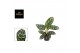 Aglaonema amazon silver 