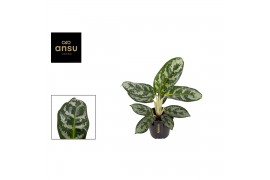 Aglaonema amazon silver
