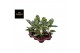 Aglaonema amazon silver 