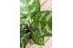 Aglaonema amazon silver 