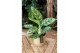 Aglaonema amazon silver 