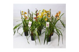 Cymbidium mix 3-4 tak mix kleuren