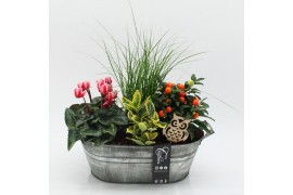 Arrangementen tuinplanten HBCR-2514 Herfst buiten creatie4 pp