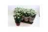 Chrysanthemum ind. madiba white stadium 2
