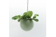 Arrangementen kamerplanten Globee Indoor Marantha 107 1 pp 
