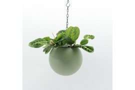 Arrangementen kamerplanten Globee Indoor Marantha 107 1 pp