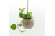Arrangementen kamerplanten Globee Indoor Epipremnum 102 1 pp 
