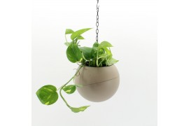 Arrangementen kamerplanten Globee Indoor Epipremnum 102 1 pp