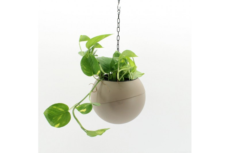 Arrangementen kamerplanten Globee Indoor Epipremnum 102 1 pp 