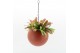 Arrangementen kamerplanten Globee Indoor Rhipsalis Red Coral 111 1 pp 