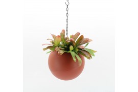 Arrangementen kamerplanten Globee Indoor Rhipsalis Red Coral 111 1 pp