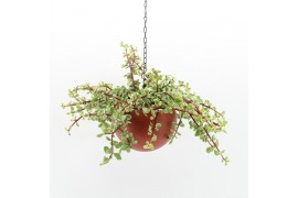 Arrangementen kamerplanten Globee Indoor Portulacaria 110 1 pp