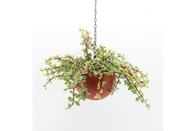 Arrangementen kamerplanten Globee Indoor Portulacaria 110 1 pp 