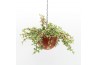 Arrangementen kamerplanten Globee Indoor Portulacaria 110 1 pp
