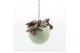 Arrangementen kamerplanten Globee Indoor Tradescantia 106 1 pp 