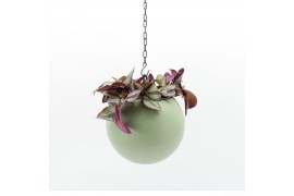 Arrangementen kamerplanten Globee Indoor Tradescantia 106 1 pp