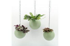Arrangementen kamerplanten Globee Indoor Color Mix 108 1 pp
